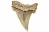 1.4" Serrated Angustidens Tooth - Megalodon Ancestor - #202411-1
